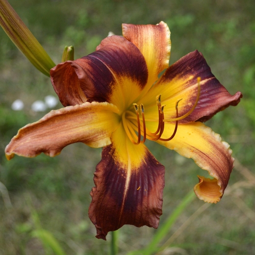 Daylily-PB-18-004-1200x-DSC 0958