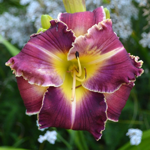 Daylily-PB-20-149-1200x-DSC 0023