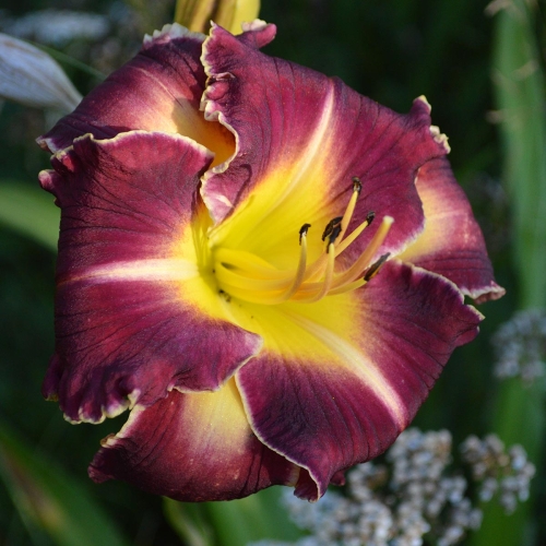 Daylily-PB-20-149-1200x-DSC 0254