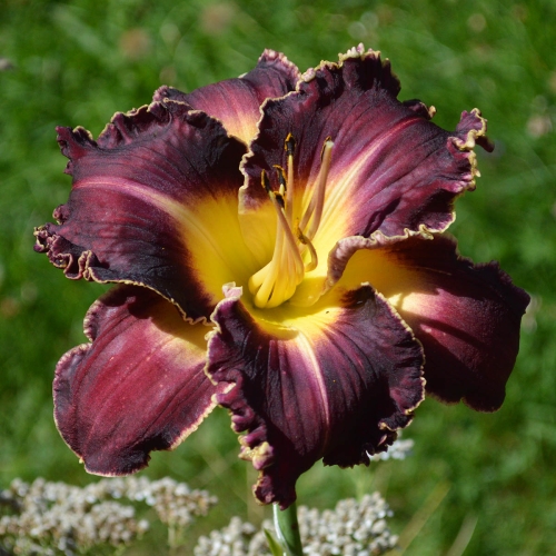Daylily (Hemerocallis) PB 20-149, Unregistered Seedling