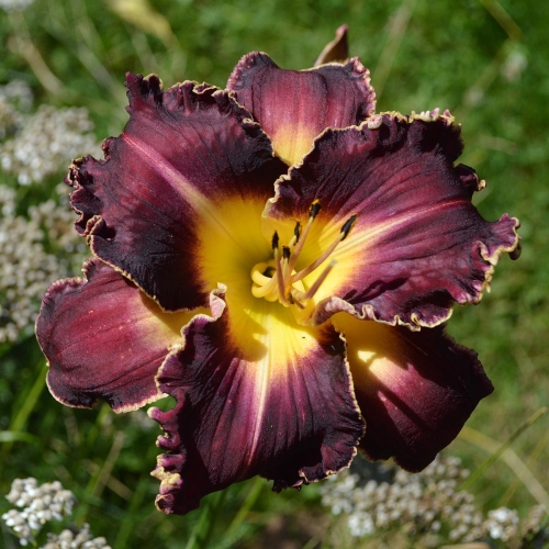 Daylily-PB-20-149-1200x-DSC 0373