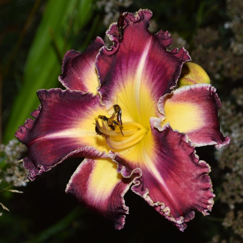 Daylily-PB-20-149-1200x-DSC 0425