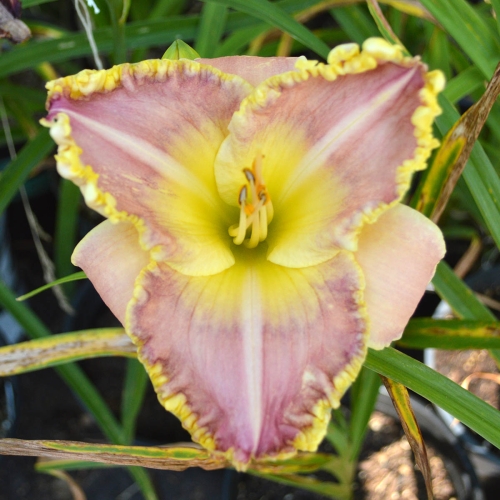 Daylily-PB-20-303-1200x-DSC 0020