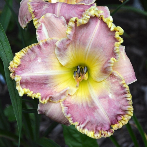 Daylily-PB-20-303-1200x-DSC 0275