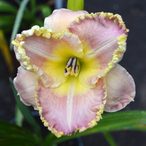 Daylily-PB-20-303-1200x-DSC 0280-Daylily-PB-20-303