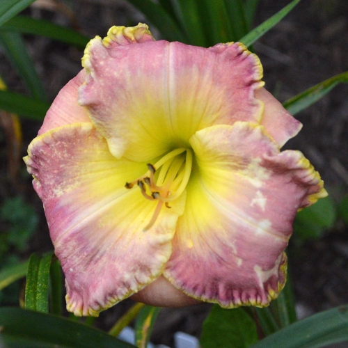 Daylily-PB-20-303-1200x-DSC 0290