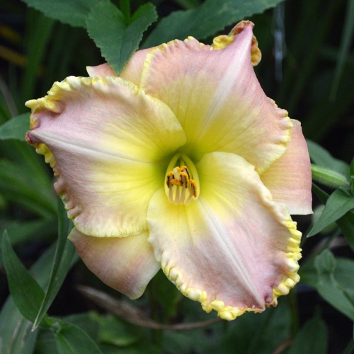 Daylily-PB-20-303-1200x-DSC 0296