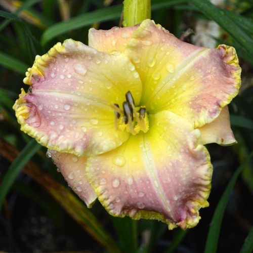 Daylily-PB-20-303-1200x-DSC 0307