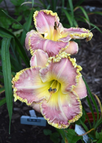 Daylily-PB-20-303-1200x-DSC 0313