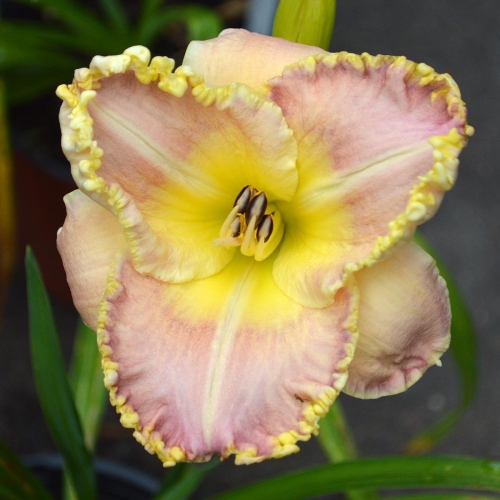 Daylily-PB-20-303-1200x-DSC 0332