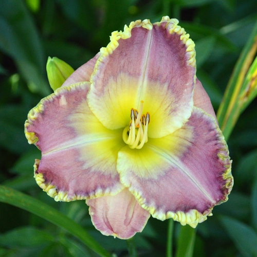 Daylily (Hemerocallis) PB 20-303, Unregistered Seedling