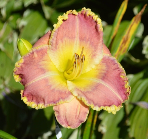Daylily-PB-20-303-1200x-DSC 0927