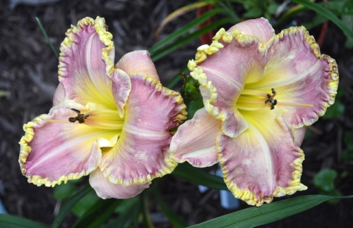 Daylily-PB-20-3030-1200h-DSC 0311