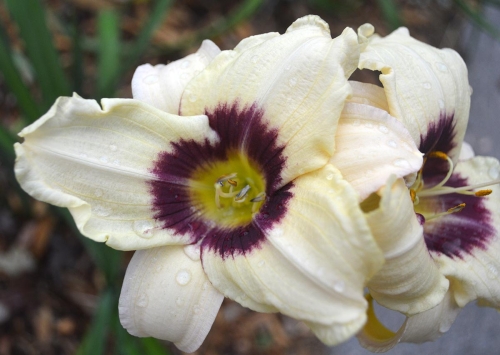 Daylily-Pandoras-Box-1200w-DSC 0127