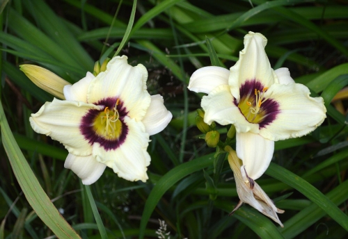 Daylily-Pandoras-Box-1200x-DSC 0051