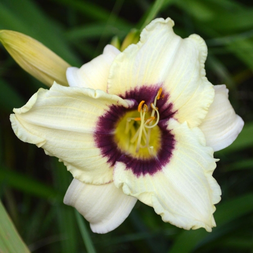 Daylily-Pandoras-Box-1200x-DSC 0052