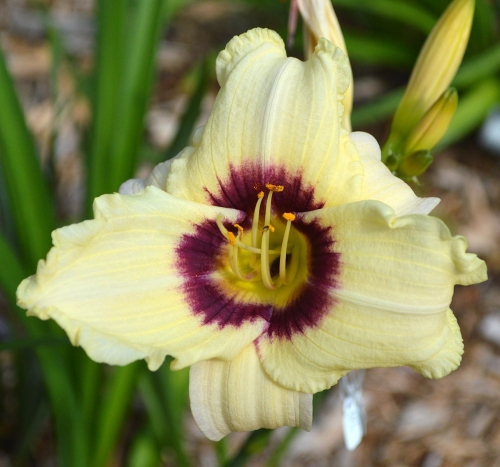 Daylily-Pandoras-Box-1200x-DSC 0056