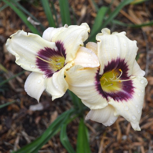 Daylily-Pandoras-Box-1200x-DSC 0124