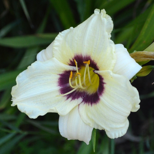 Daylily-Pandoras-Box-1200x-DSC 0146