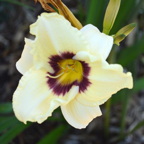 Daylily-Pandoras-Box-1200x-DSC 0510