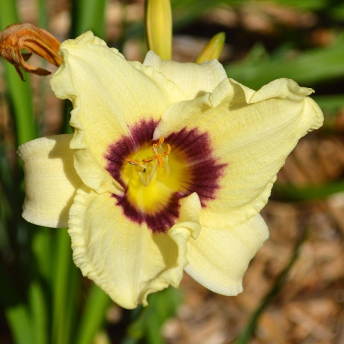 Daylily-Pandoras-Box-1200x-DSC 0511