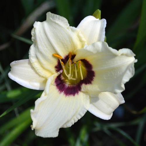 Daylily-Pandoras-Box-1200x-DSC 0513