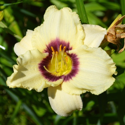 Daylily-Pandoras-Box-1200x-DSC 0622
