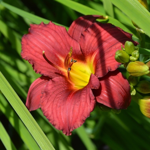 Daylily-Pardon-Me-1200x-DSC 0197