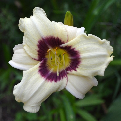 Daylily-Pardon-Me-1200x-DSC 0404