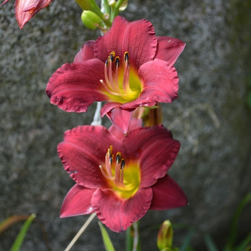 Daylily-Pardon-Me-1200x-DSC 0561