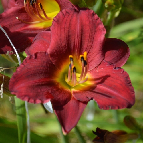 Daylily-Pardon-Me-1200x-DSC 0565