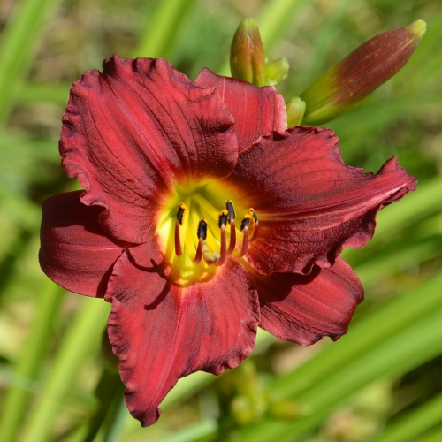 Daylily (Hemerocallis) Pardon Me