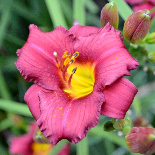 Daylily-Pardon-Me-1200x-DSC 1658