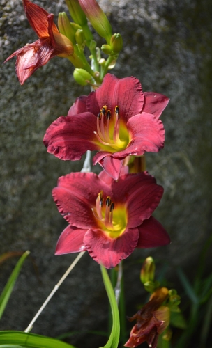 Daylily-Pardon-me-1200x-DSC 0562