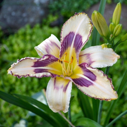 Daylily-Party-Pinwheeel-1200x-DSC 0325