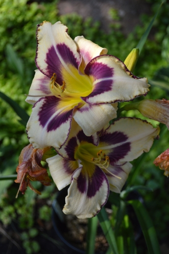 Daylily-Party-Pinwheel-1200w-DSC 0524