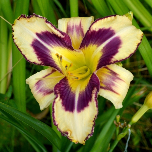 Daylily (Hemerocallis) Party Pinwheel