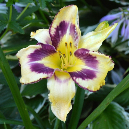 Daylily-Party-Pinwheel-1200x-DSC 0212