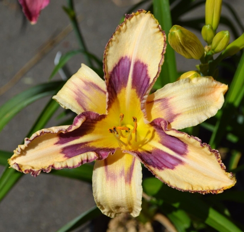 Daylily-Party-Pinwheel-1200x-DSC 0287