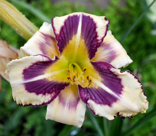 Daylily-Party-Pinwheel-1200x-DSC 0389