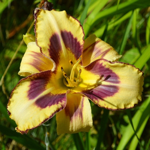 Daylily-Party-Pinwheel-1200x-DSC 0656