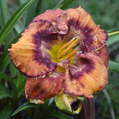 Daylily (Hemerocallis) Pattern Recognition