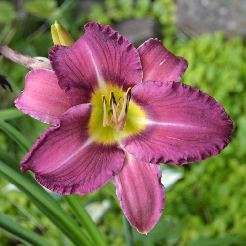 Daylily-Paul-Pratt-Blue-Hippo-seedling-1200x-DSC 0557