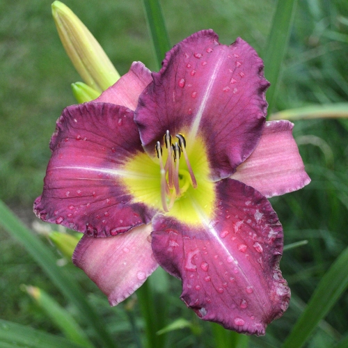 Daylily-Paul-Pratts-Blue-Hippo-Seedling-1200x-DSC 0097
