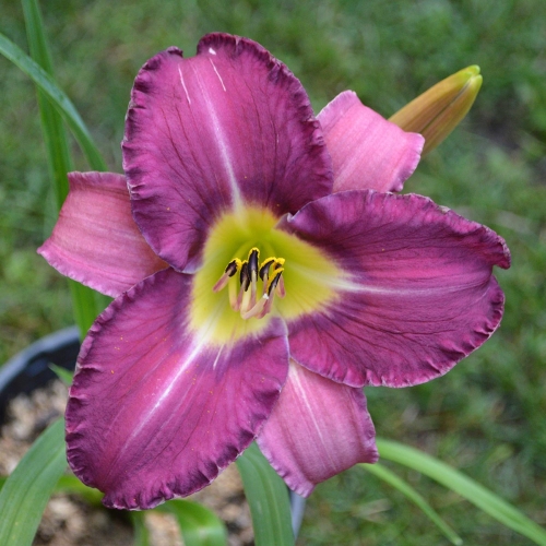 Daylily-Paul-Pratts-Blue-Hippo-Seedling-1200x-DSC 0171