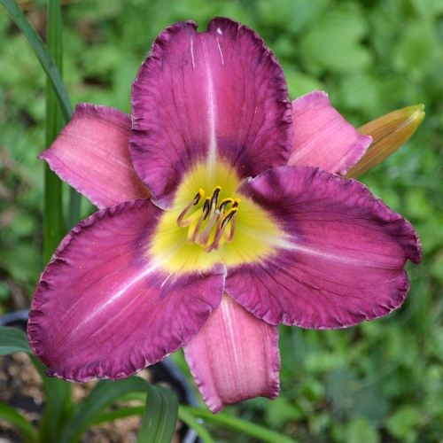 Daylily-Paul-Pratts-Blue-Hippo-Seedling-1200x-DSC 0201