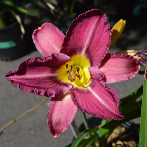 Daylily-Paul-Pratts-Blue-Hippo-Seedling-1200x-DSC 0285