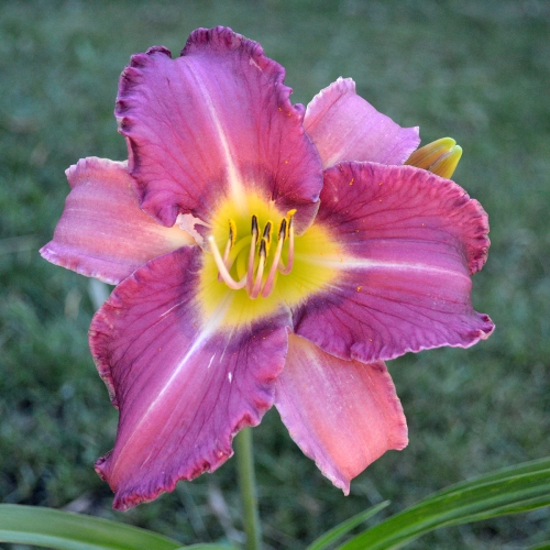 Daylily-Paul-Pratts-Blue-Hippo-Seedling-1200x-DSC 0314