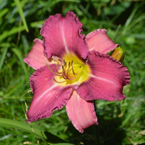 Daylily-Paul-Pratts-Blue-Hippo-Seedling-1200x-DSC 0319