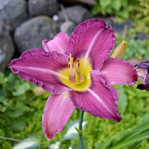 Daylily-Paul-Pratts-Blue-Hippo-Seedling-1200x-DSC 0319A